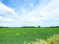 Green field, forest and beautiful cloudy sky, Lithuania Royalty Free Stock Photo