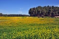 Green field and forest marge.