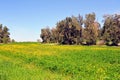 Green field and forest marge. Royalty Free Stock Photo