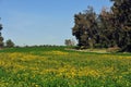 Green field and forest marge. Royalty Free Stock Photo