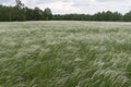 Green field in the forest with a white feather. Blue sky, summer warm day Royalty Free Stock Photo