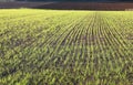 Green field with freshly seeded plants Royalty Free Stock Photo