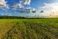 Green field of frieshly planted crop. Beutifull sky background.