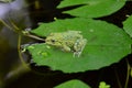 Green field frog on water lily leaves in the water Royalty Free Stock Photo