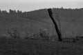 Green field in front of blue forest with white sky / lines / layers / calm black and white Royalty Free Stock Photo