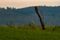 Green field in front of blue forest with white sky / lines / layers / calm Royalty Free Stock Photo