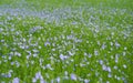 Green field full of common flaxes (Linum usitatissimum), cool for background