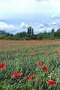 Green field full of red poppy flowers, with beautiful blue sky Royalty Free Stock Photo