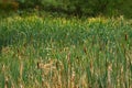 Green field full of Typha flowering plants, also called bulrush, reedmace, cattail, corn dog grass