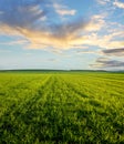 Green field full of wheat and cloudly sky Royalty Free Stock Photo