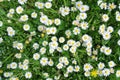 Green field full of white daisies Royalty Free Stock Photo