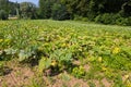 Green field full of young Pumpkin patch growing in Styria, Austria, Europe Royalty Free Stock Photo