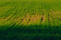 Green Field with Golden Light