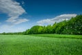 Green field with grain, forest and clouds on a blue sky Royalty Free Stock Photo