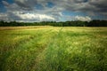 Green field of grain, forest and clouds on a sky Royalty Free Stock Photo