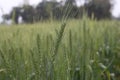 Green field grain growing. Green farm field, young Royalty Free Stock Photo