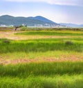 Green field of gras with red stripes and mountains on the horizon in Montenegro