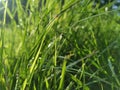 A green field of grass