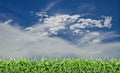 Green field, grass, blue sky and white clouds. Royalty Free Stock Photo