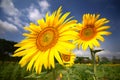 Green field, grass, blue sky and white clouds, sunflowers. Royalty Free Stock Photo