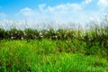 Green field and grass flower Royalty Free Stock Photo