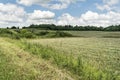 Green field with grass and flowers, low bushes, forest on the horizon, blue sky with cumulus clouds, nature background Royalty Free Stock Photo