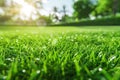 Green field grass lawn beautiful garden summer sunlight nature beauty yard cottage outdoors trees spring field Royalty Free Stock Photo