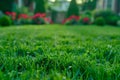 Green field grass lawn beautiful garden summer sunlight nature beauty yard cottage outdoors trees spring field Royalty Free Stock Photo