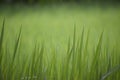 Green field grass nature beautiful day time photo Royalty Free Stock Photo