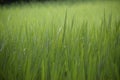 Green field grass nature beautiful day time photo Royalty Free Stock Photo