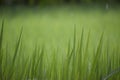 Green field grass nature beautiful day time photo Royalty Free Stock Photo