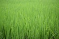 green field grass nature beautiful day time photo Royalty Free Stock Photo