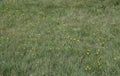 Green field of grass under the rays of the summer scorching sun with small yellow dandelions. Royalty Free Stock Photo