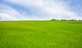 Green Field Grassy Landscape