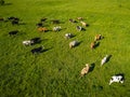 Green field with grazing cows. Aerial background of country land