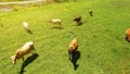 Green field with grazing cows, cattle-breeding and farming business in Georgia Royalty Free Stock Photo