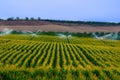 Green field with growing crop of corn sprinckled by water using Royalty Free Stock Photo