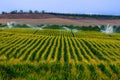 Green field with growing crop of corn sprinckled by water using Royalty Free Stock Photo