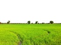 Green field with hay bales Royalty Free Stock Photo