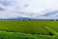 Green field in hokkaido