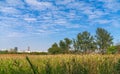 green field in Hong Kong Mai Po Inner Deep Bay Ramsar Site Royalty Free Stock Photo