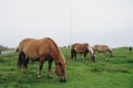 Green field with horses gazing under a cloudy sky