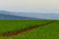 Green field infront of blue forest with white sky lines / layers / calm Royalty Free Stock Photo