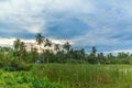 Green field in the jungle of Sri Lanka