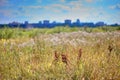 Green field landscape against the background of the city Royalty Free Stock Photo