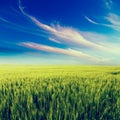 Green field landscape, agricultural field, barley