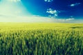 Green field landscape, barly plants over blue sky. Royalty Free Stock Photo