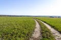 Green field landscape. Panoramic vista of spring meadow