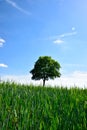 Green field with lone tree