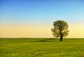 Green field and lonely tree Royalty Free Stock Photo